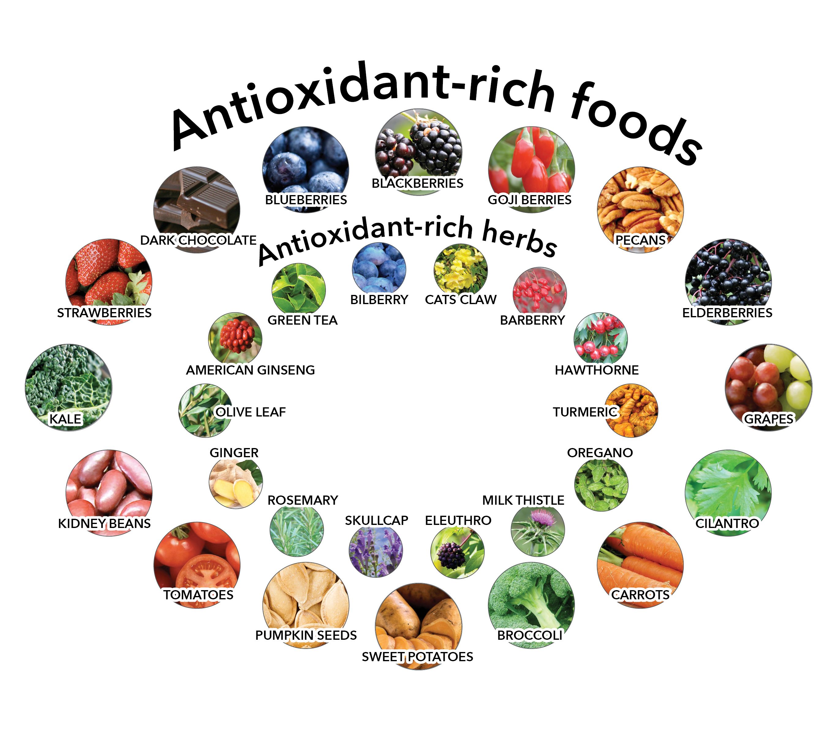 The Antioxidant Controversy www mmherbs com