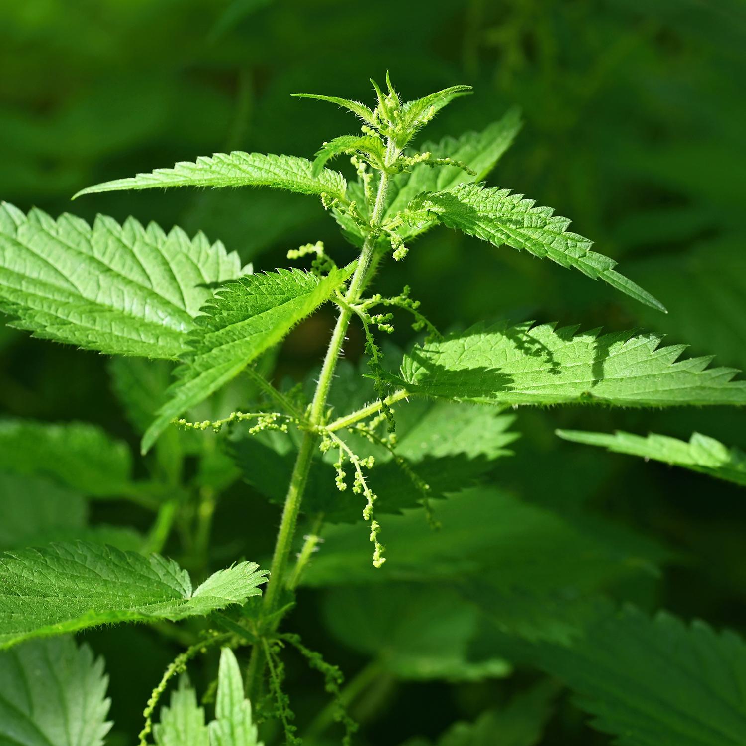 Nettle Leaf Tincture — Wise Mountain Botanicals